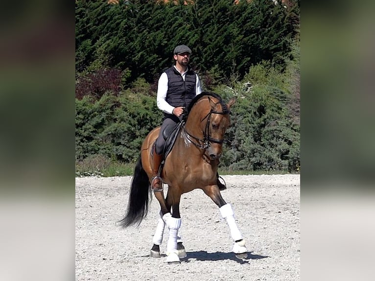 PRE Stallion 8 years 16,1 hh Dun in Noain