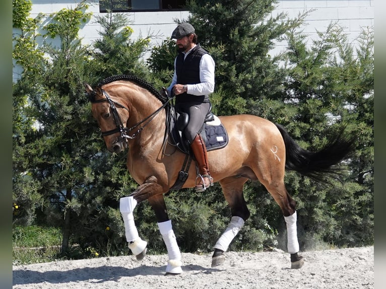 PRE Stallion 8 years 16,1 hh Dun in Noain