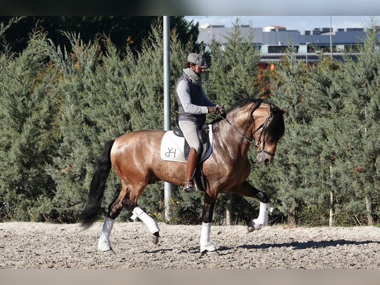 PRE Stallion 8 years 16,1 hh Dun in Noain