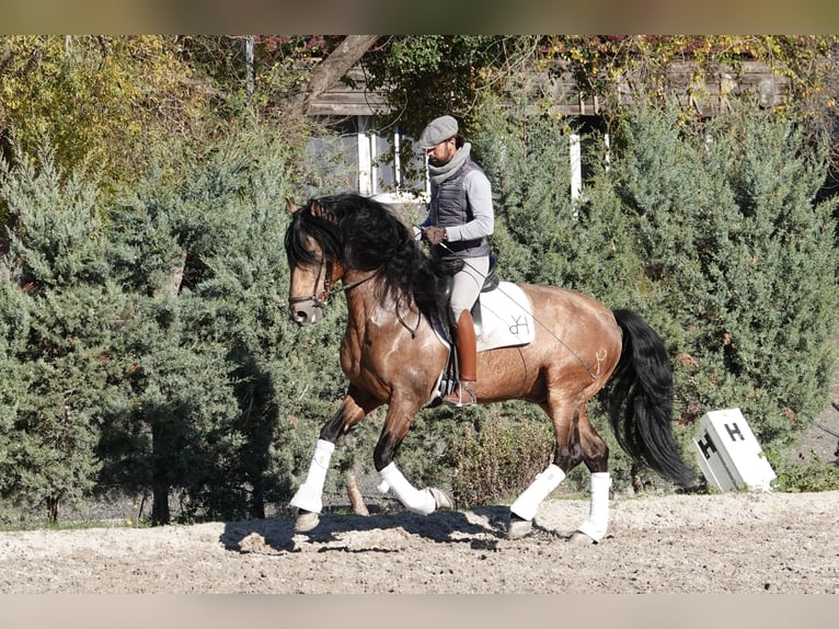 PRE Stallion 8 years 16,1 hh Dun in Noain