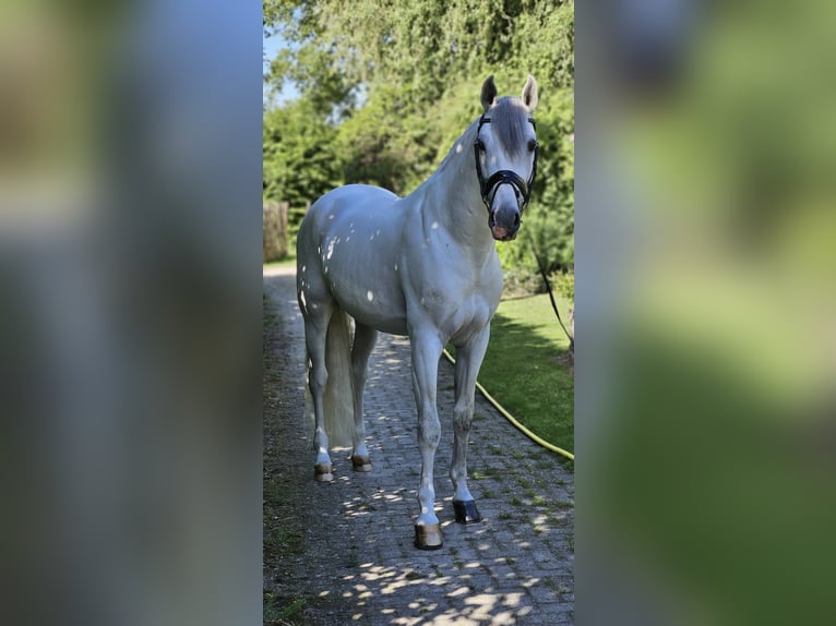 PRE Mix Stallion 8 years 16,1 hh Gray in Neeritter