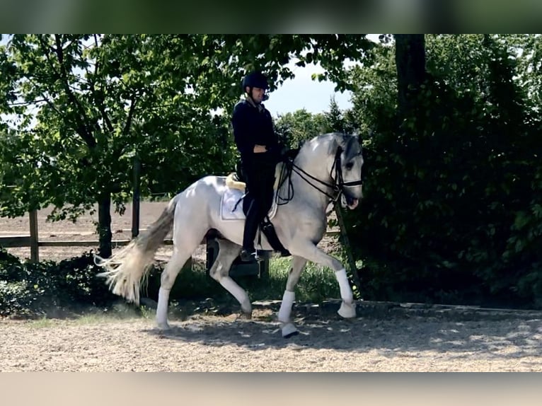 PRE Mix Stallion 8 years 16,1 hh Gray in Neeritter