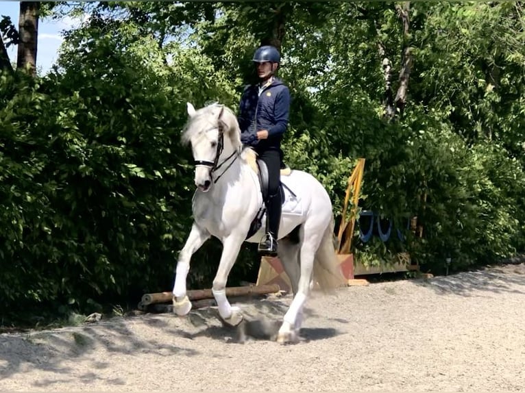 PRE Mix Stallion 8 years 16,1 hh Gray in Neeritter