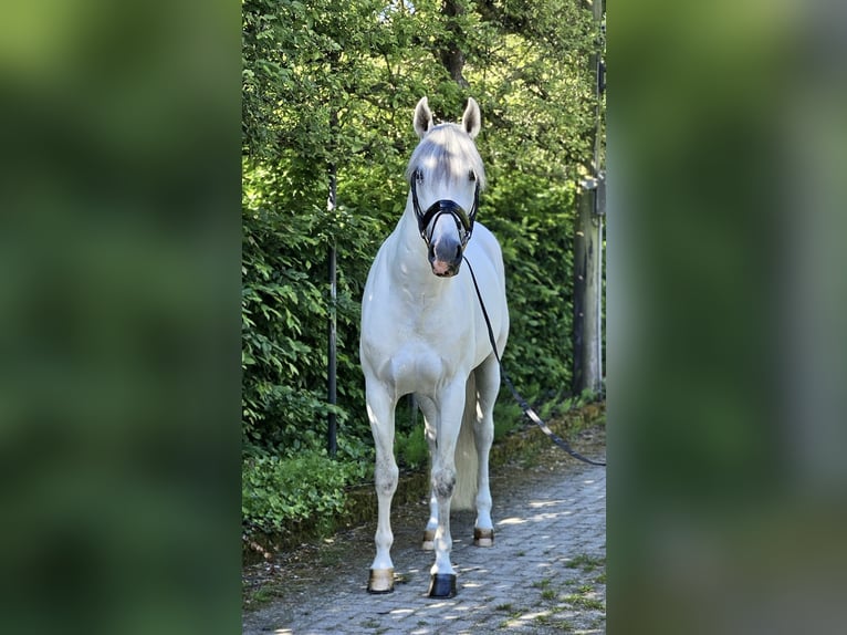 PRE Mix Stallion 8 years 16,1 hh Gray in Neeritter