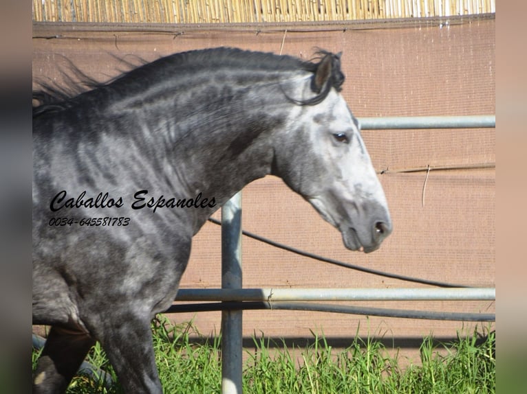 PRE Mix Stallion 8 years 16,1 hh Grey-Dapple in Vejer de la Frontera
