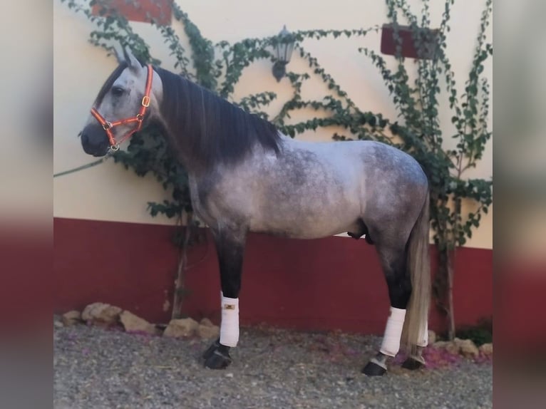 PRE Mix Stallion 8 years 16,1 hh Grey in AlcoluMalaga
