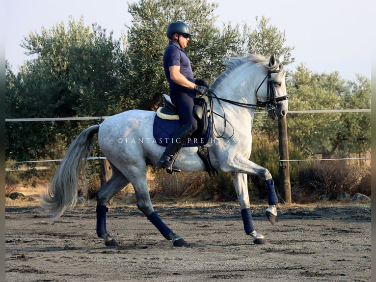 PRE Stallion 8 years 16,1 hh Grey in Santa Perpetua de Mogoda