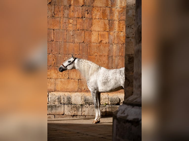 PRE Mix Stallion 8 years 16,1 hh Grey in PALMA DEL RIO