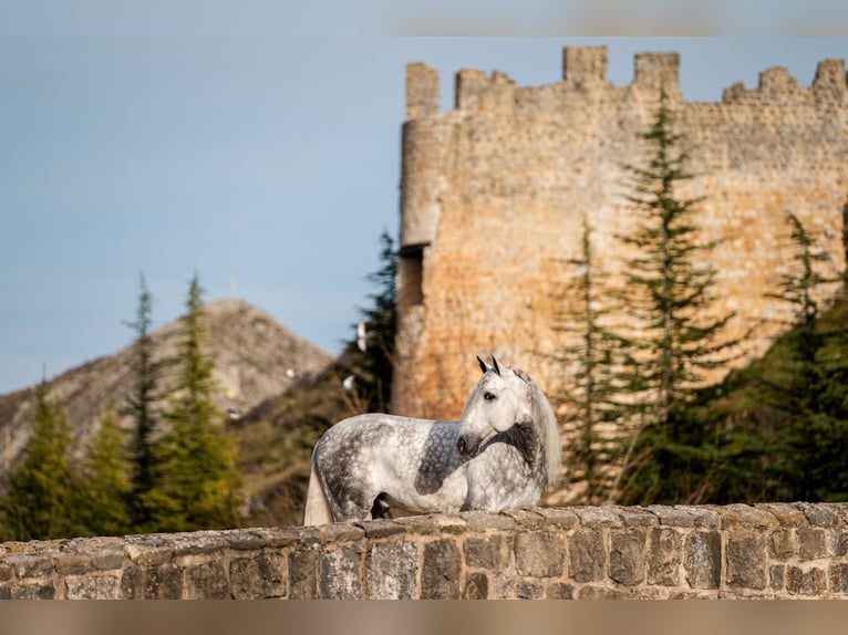 PRE Mix Stallion 8 years 16,1 hh Grey in PALMA DEL RIO