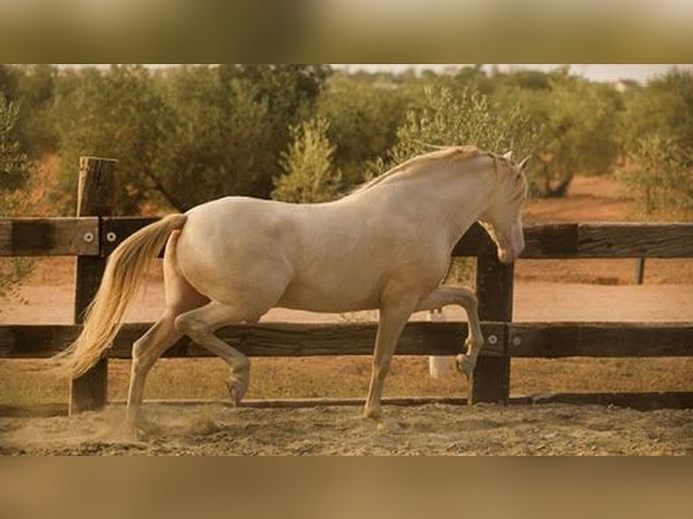 PRE Mix Stallion 8 years 16,1 hh Perlino in Sottrum