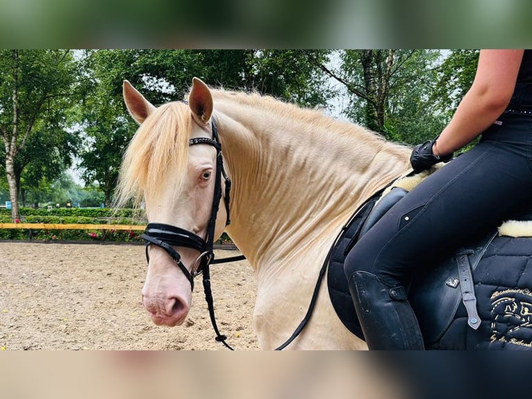 PRE Mix Stallion 8 years 16,1 hh Perlino in Sottrum