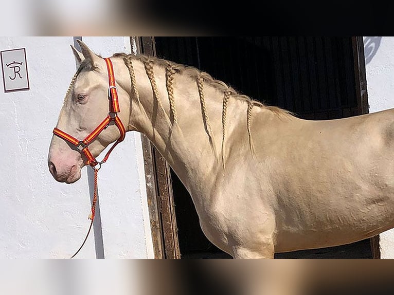 PRE Mix Stallion 8 years 16,1 hh Perlino in Sottrum