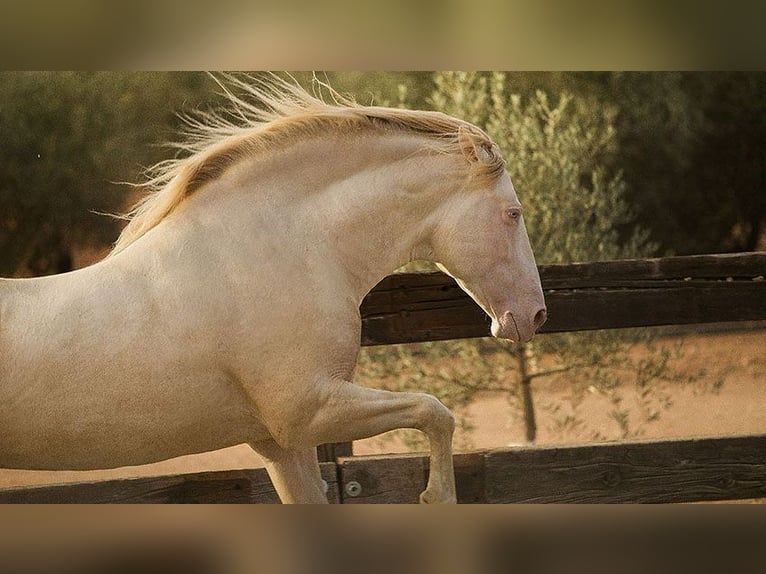 PRE Mix Stallion 8 years 16,1 hh Perlino in Sottrum
