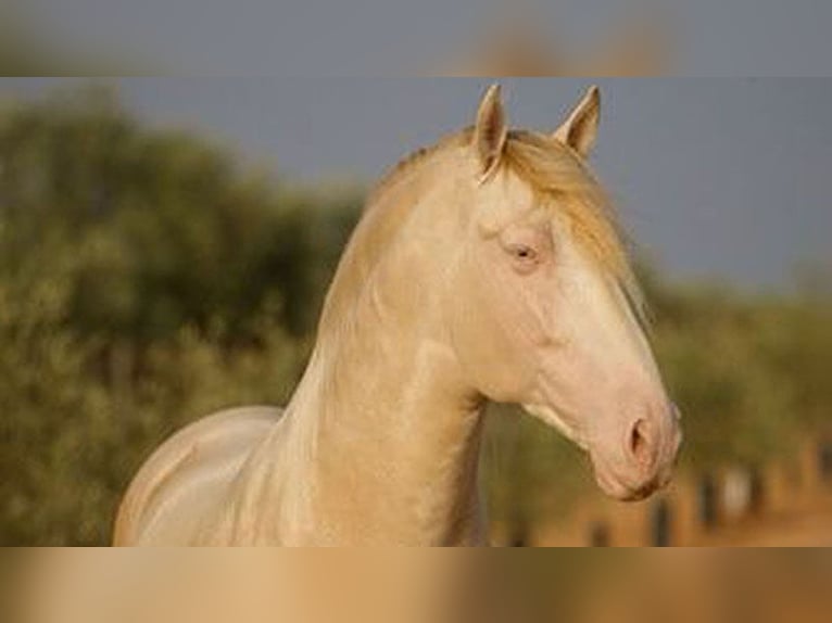 PRE Mix Stallion 8 years 16,1 hh Perlino in Sottrum