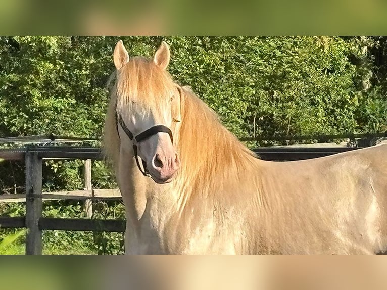 PRE Mix Stallion 8 years 16,1 hh Perlino in Sottrum