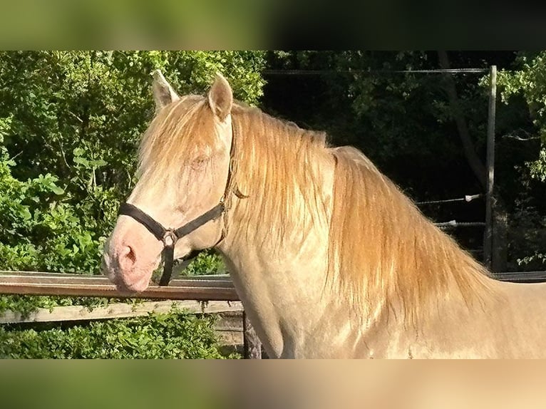PRE Mix Stallion 8 years 16,1 hh Perlino in Sottrum