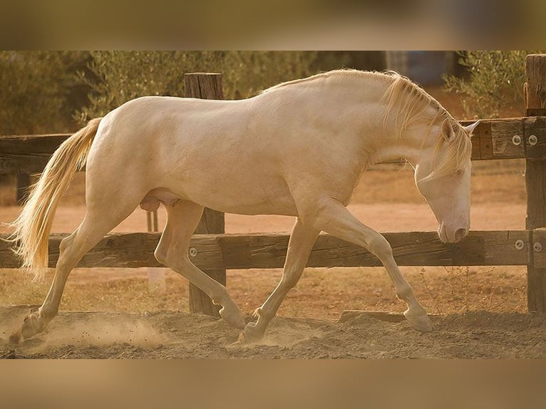 PRE Mix Stallion 8 years 16,1 hh Perlino in Sottrum
