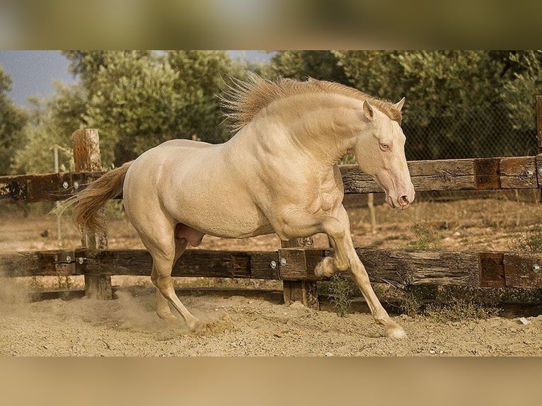 PRE Mix Stallion 8 years 16,1 hh Perlino in Sottrum