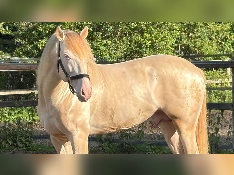 PRE Mix Stallion 8 years 16,1 hh Perlino in Sottrum