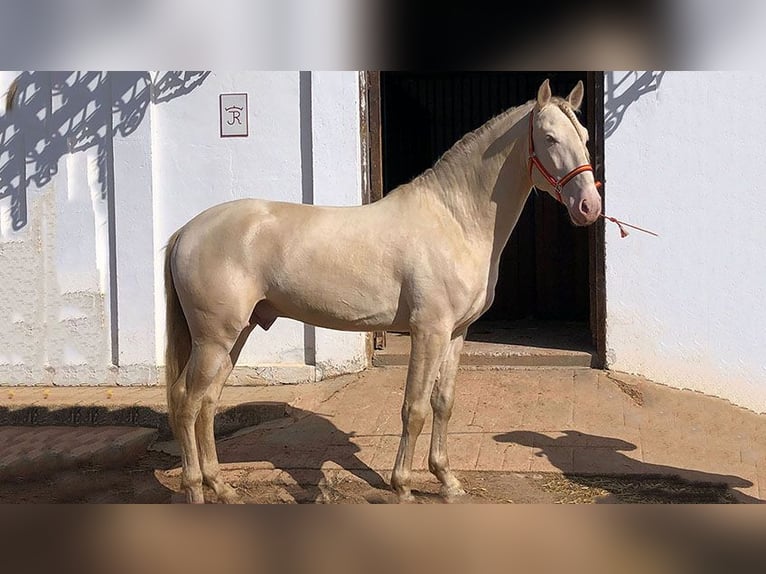 PRE Mix Stallion 8 years 16,1 hh Perlino in Sottrum