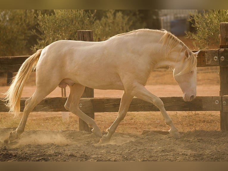 PRE Stallion 8 years 16,1 hh Perlino in Sottrum
