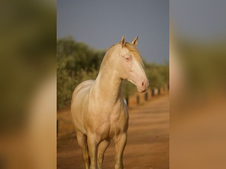 PRE Stallion 8 years 16,1 hh Perlino in Sottrum