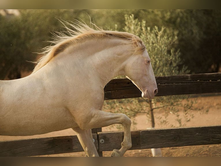 PRE Stallion 8 years 16,1 hh Perlino in Sottrum