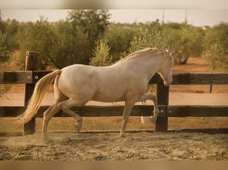 PRE Stallion 8 years 16,1 hh Perlino in Sottrum