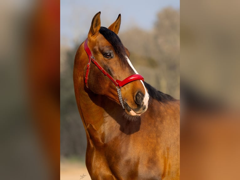 PRE Mix Stallion 8 years 16,2 hh Bay in Palafolls