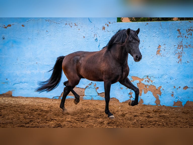 PRE Mix Stallion 8 years 16,2 hh Black in Valencia
