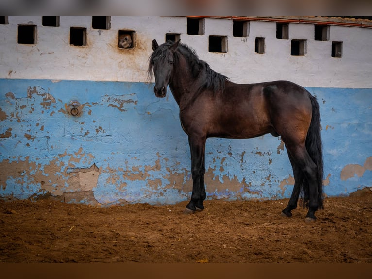 PRE Mix Stallion 8 years 16,2 hh Black in Valencia