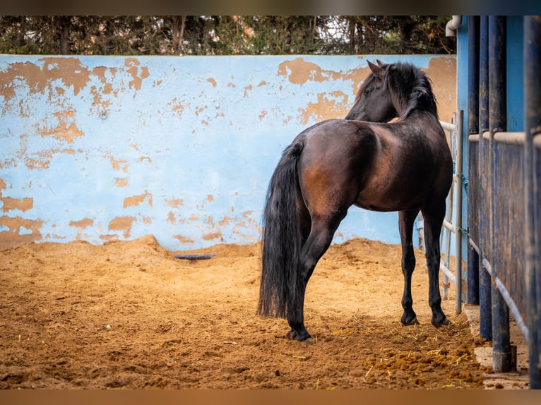 PRE Mix Stallion 8 years 16,2 hh Black in Valencia