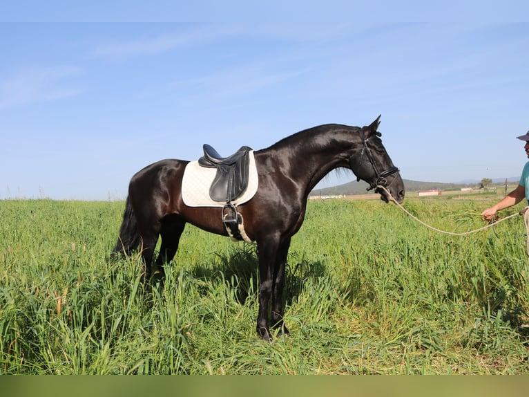 PRE Stallion 8 years 16,2 hh Black in Medellin