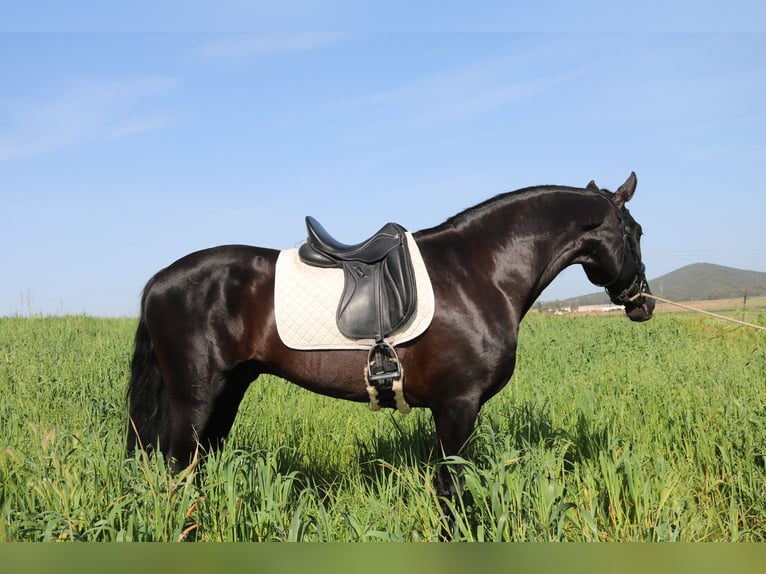 PRE Stallion 8 years 16,2 hh Black in Medellin