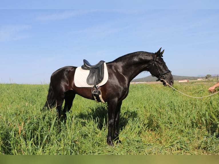 PRE Stallion 8 years 16,2 hh Black in Medellin