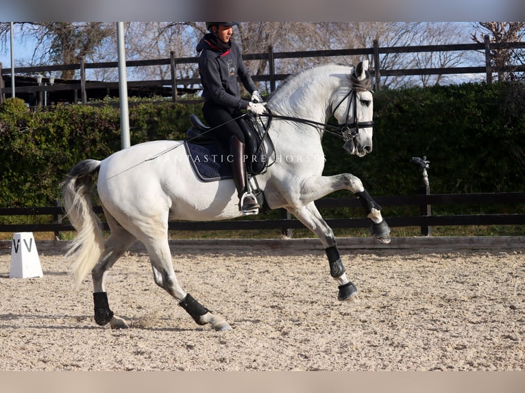 PRE Mix Stallion 8 years 16,2 hh Grey in Santa Perpetua de Mogoda