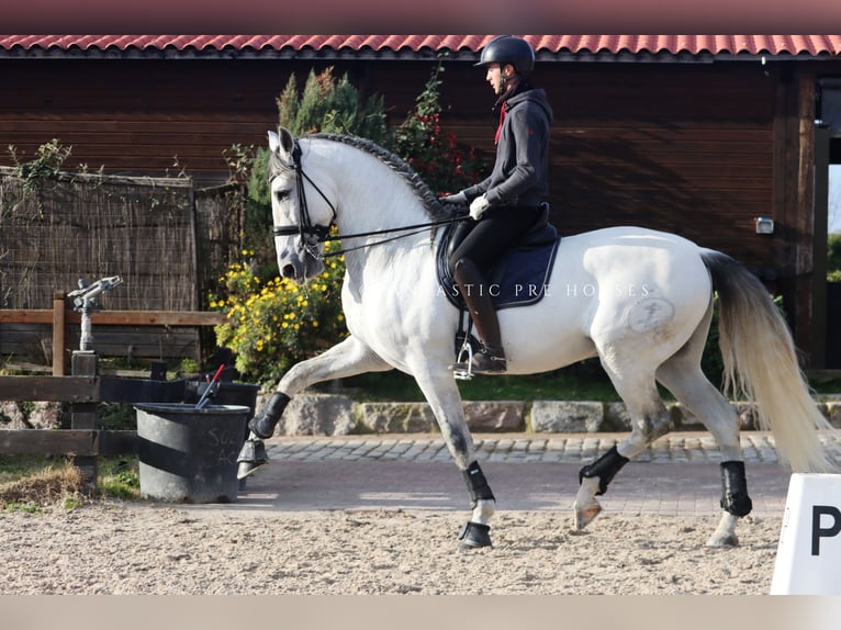 PRE Mix Stallion 8 years 16,2 hh Grey in Santa Perpetua de Mogoda