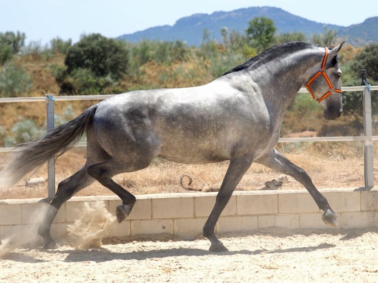 PRE Mix Stallion 8 years 16,2 hh Grey in Navas Del Madroño