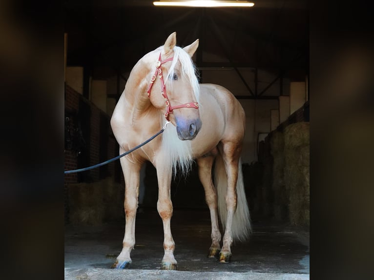 PRE Stallion 8 years 16,2 hh Palomino in IEPER