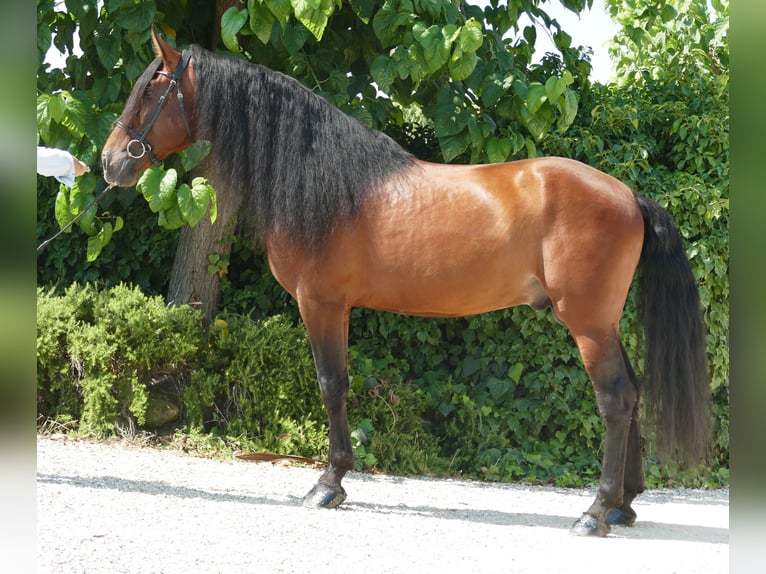 PRE Mix Stallion 8 years 16,3 hh Brown in Barcelona