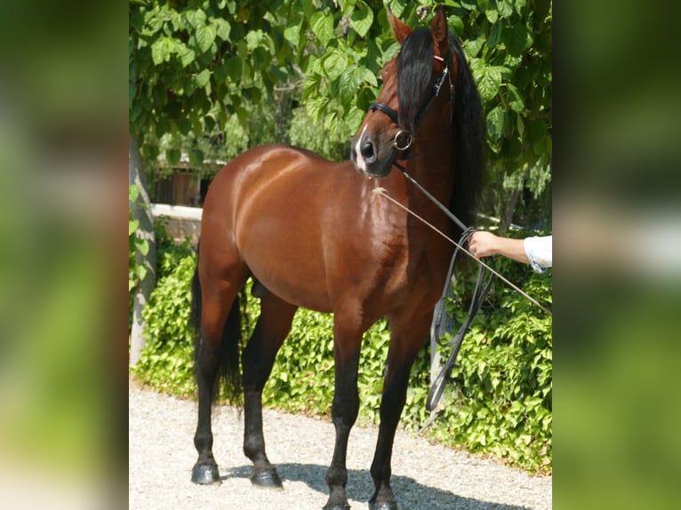 PRE Mix Stallion 8 years 16,3 hh Brown in Barcelona