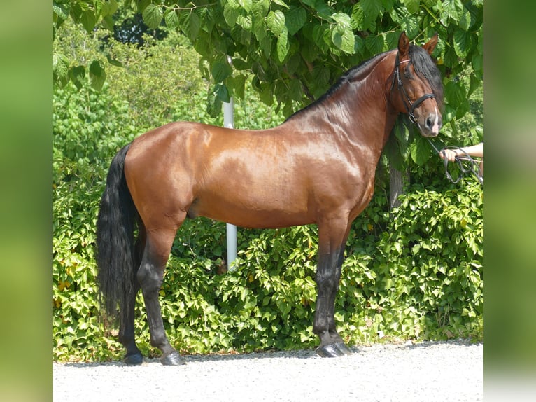 PRE Mix Stallion 8 years 16,3 hh Brown in Barcelona