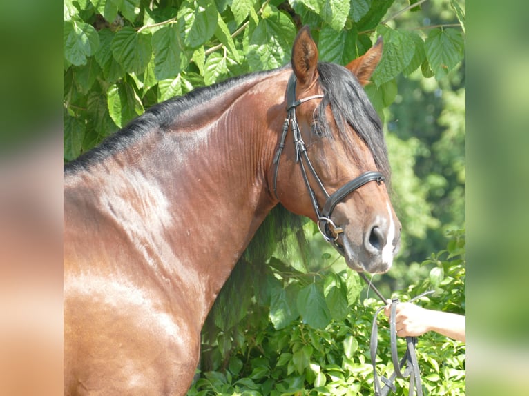 PRE Mix Stallion 8 years 16,3 hh Brown in Barcelona