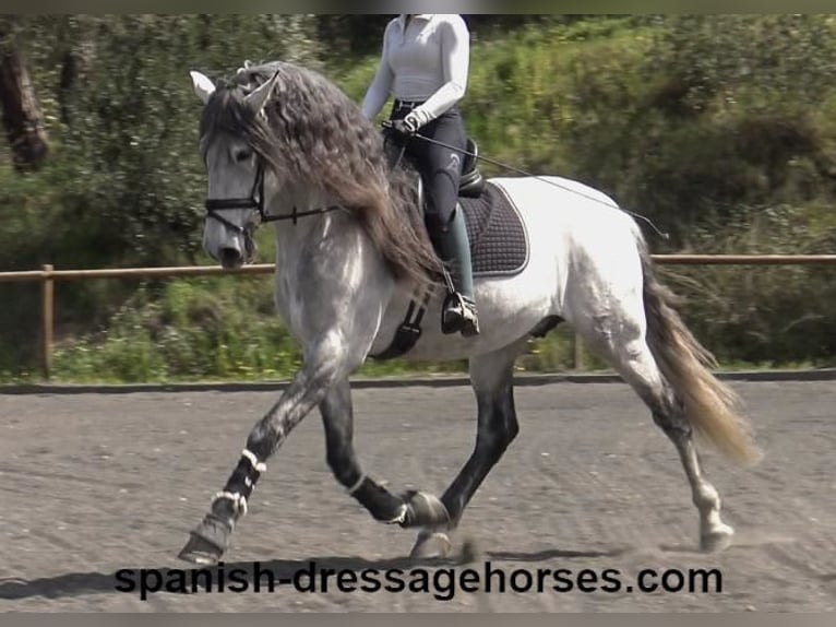 PRE Stallion 8 years 16,3 hh Grey in Barcelona