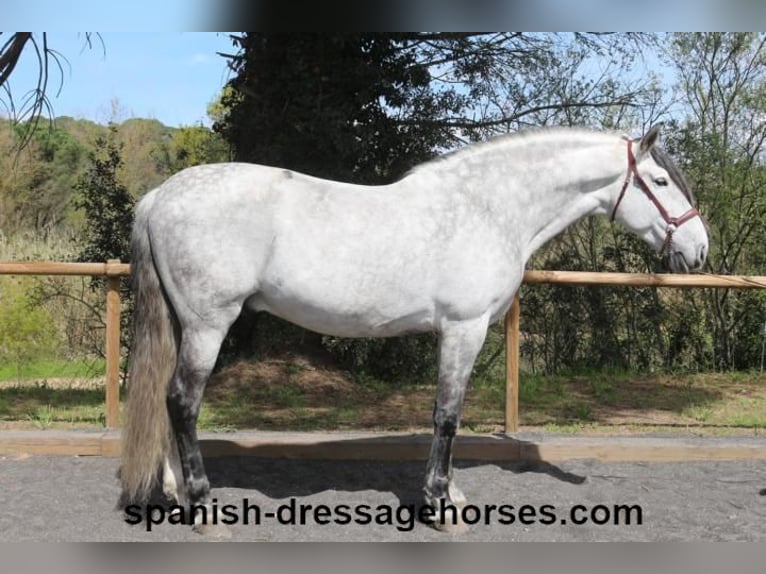 PRE Stallion 8 years 16,3 hh Grey in Barcelona