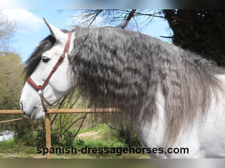 PRE Stallion 8 years 16,3 hh Grey in Barcelona