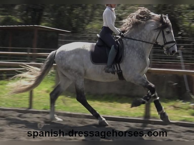 PRE Stallion 8 years 16,3 hh Grey in Barcelona