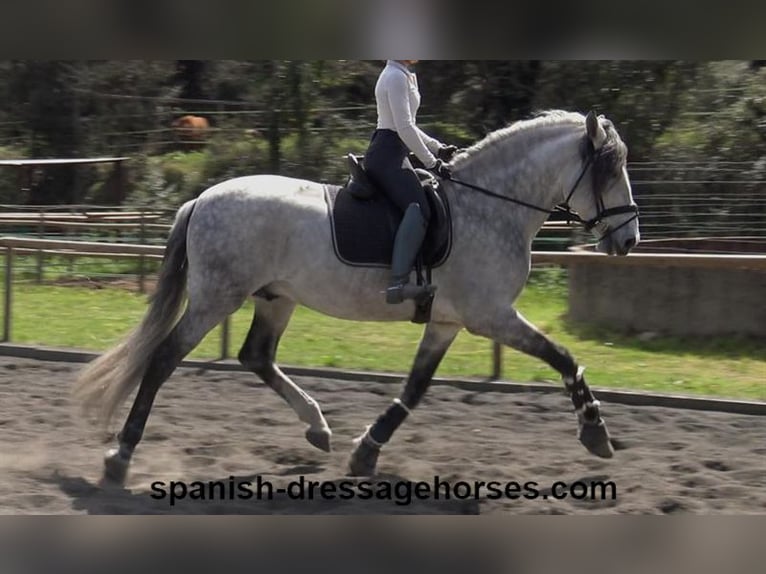 PRE Stallion 8 years 16,3 hh Grey in Barcelona