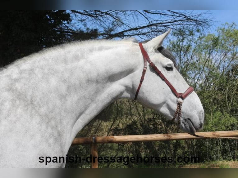 PRE Stallion 8 years 16,3 hh Grey in Barcelona