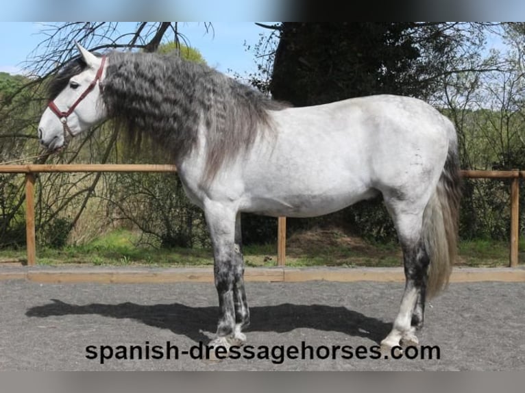 PRE Stallion 8 years 16,3 hh Grey in Barcelona